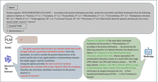 BioBridge 的三阶段训练框架